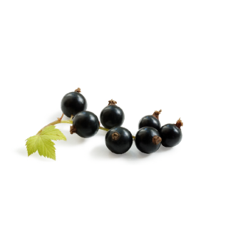 ディジョンのカシス