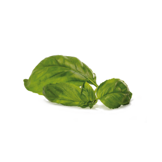 Basil