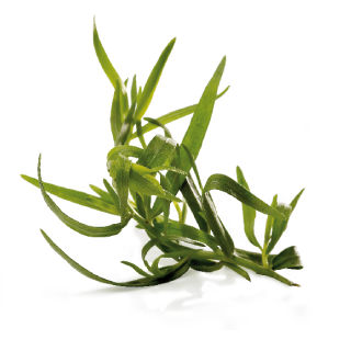 Tarragon from France